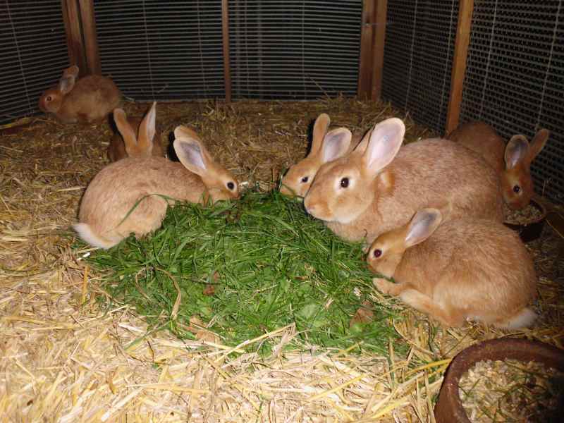 Kaninchen vor dem Grünfutter auf der  Kreisjungtierschau